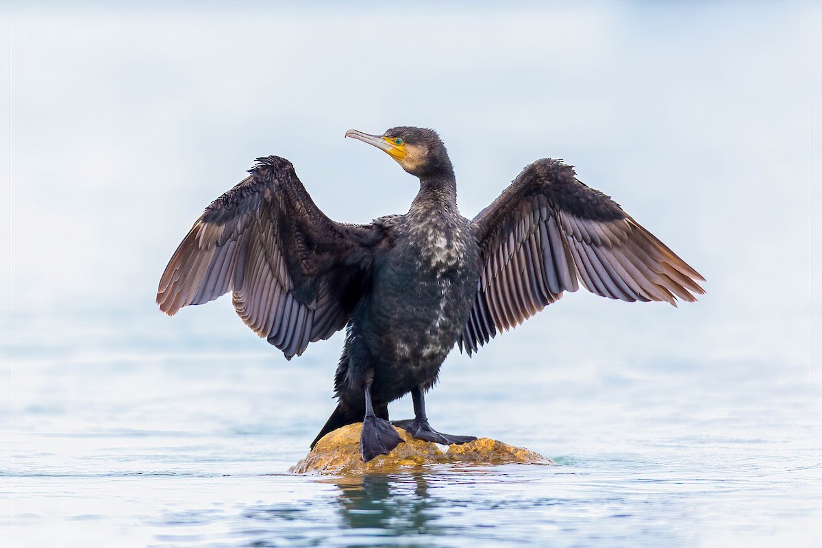 Great Cormorant - ML314658721