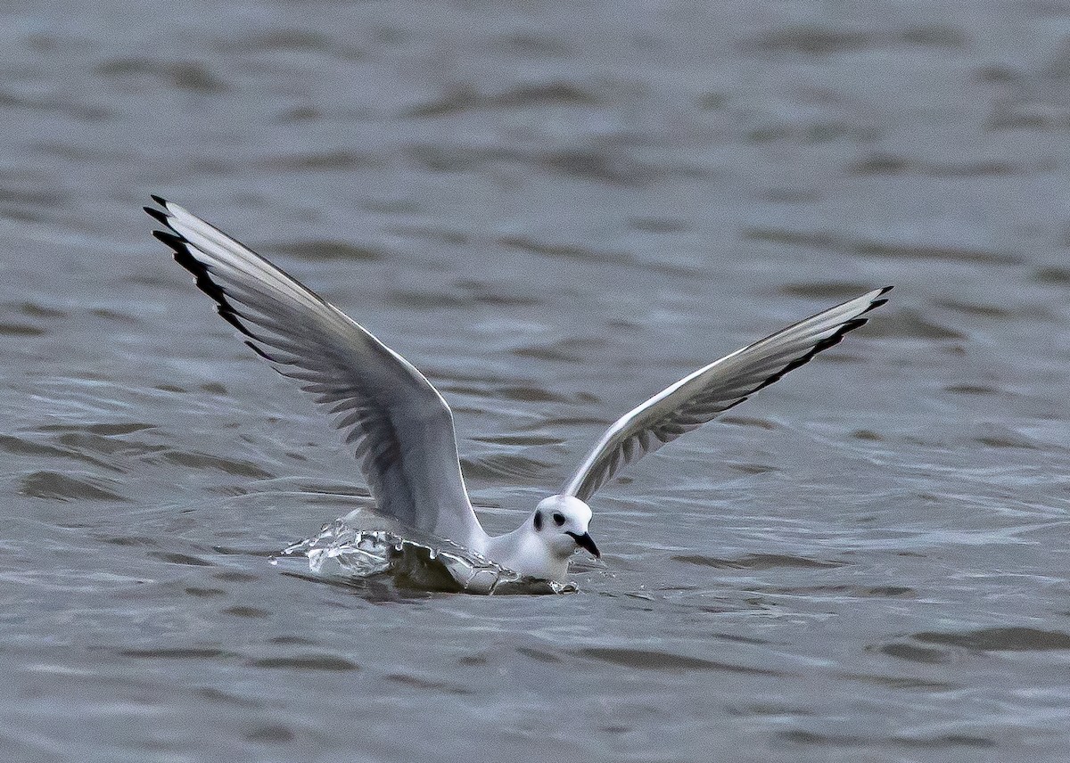 Bonaparte's Gull - ML314659461