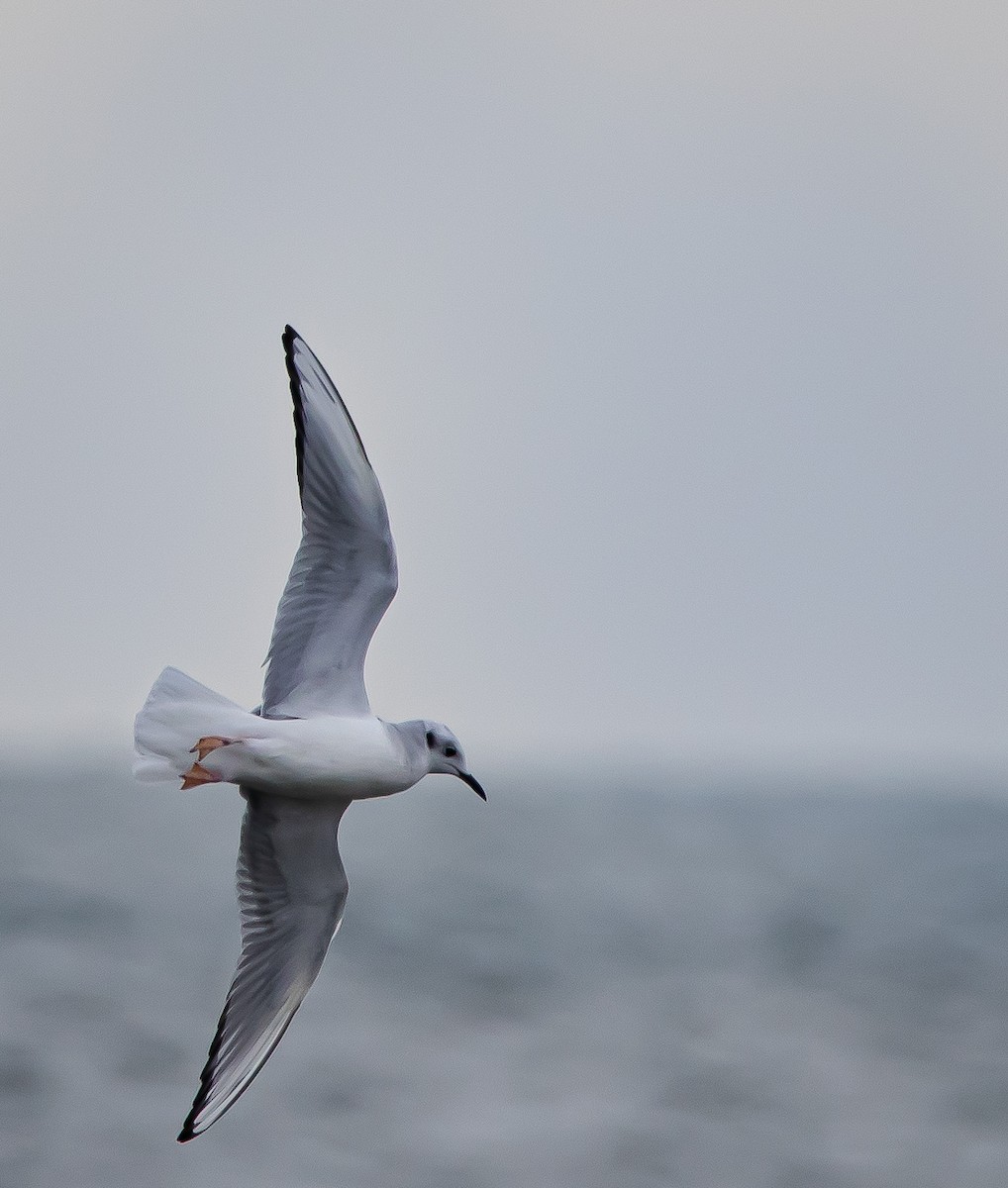 Bonaparte's Gull - ML314659551