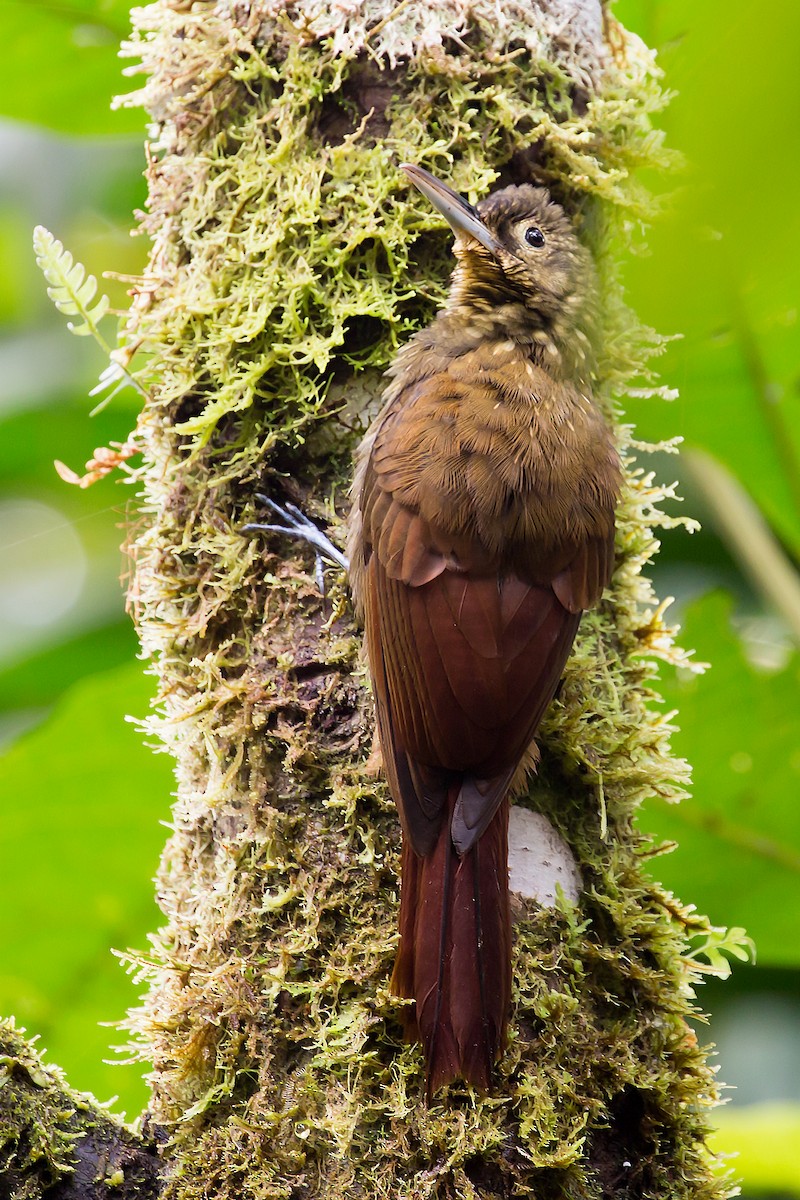 Spotted Woodcreeper - ML31466011