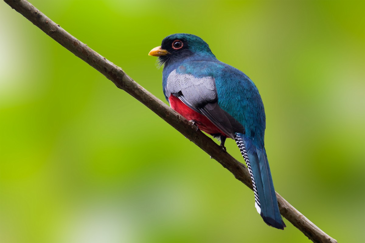 Collared Trogon - Renato Espinosa