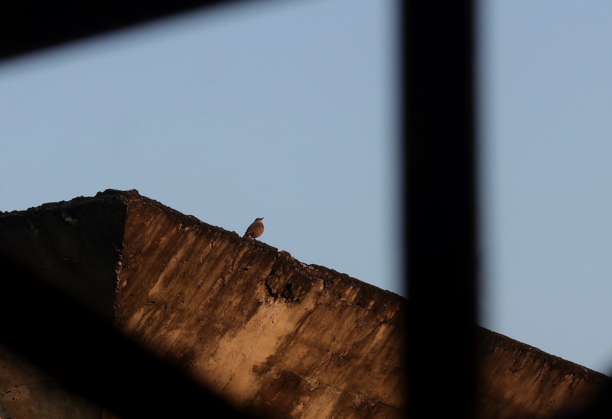 Blue Rock-Thrush (philippensis) - ML314660311