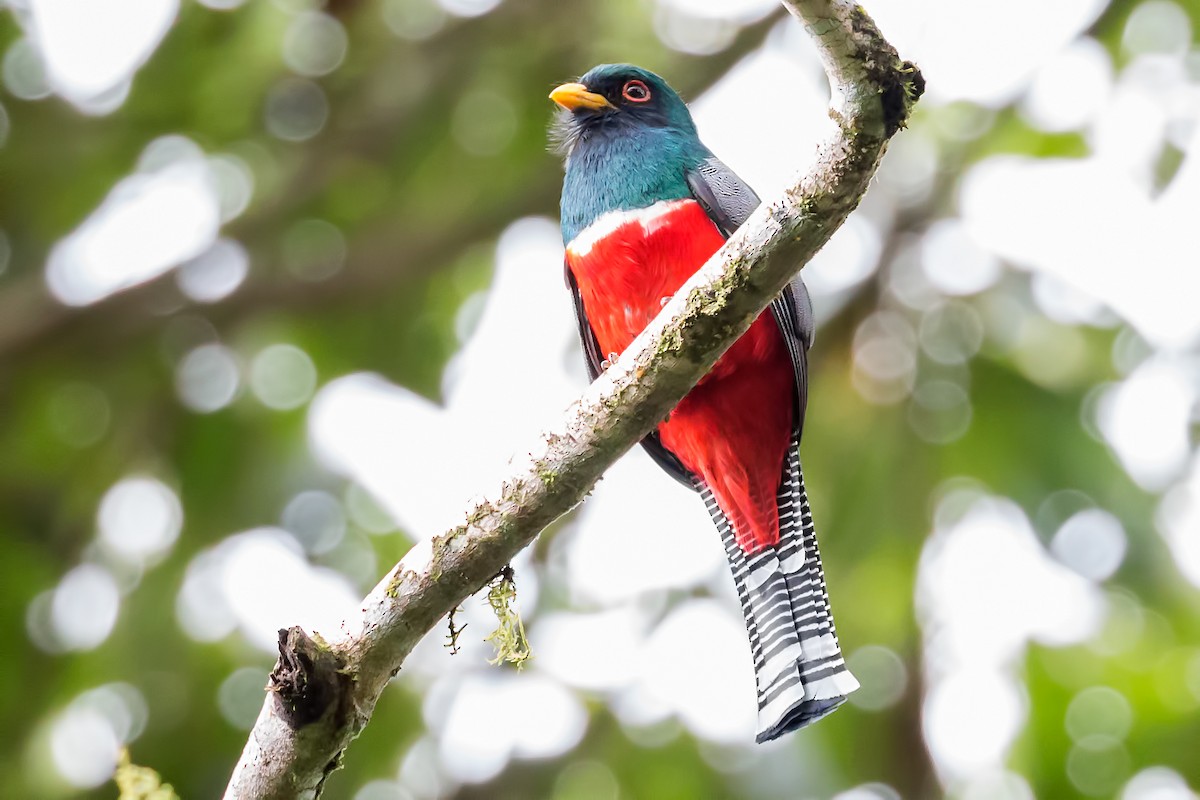 Collared Trogon - ML31466091