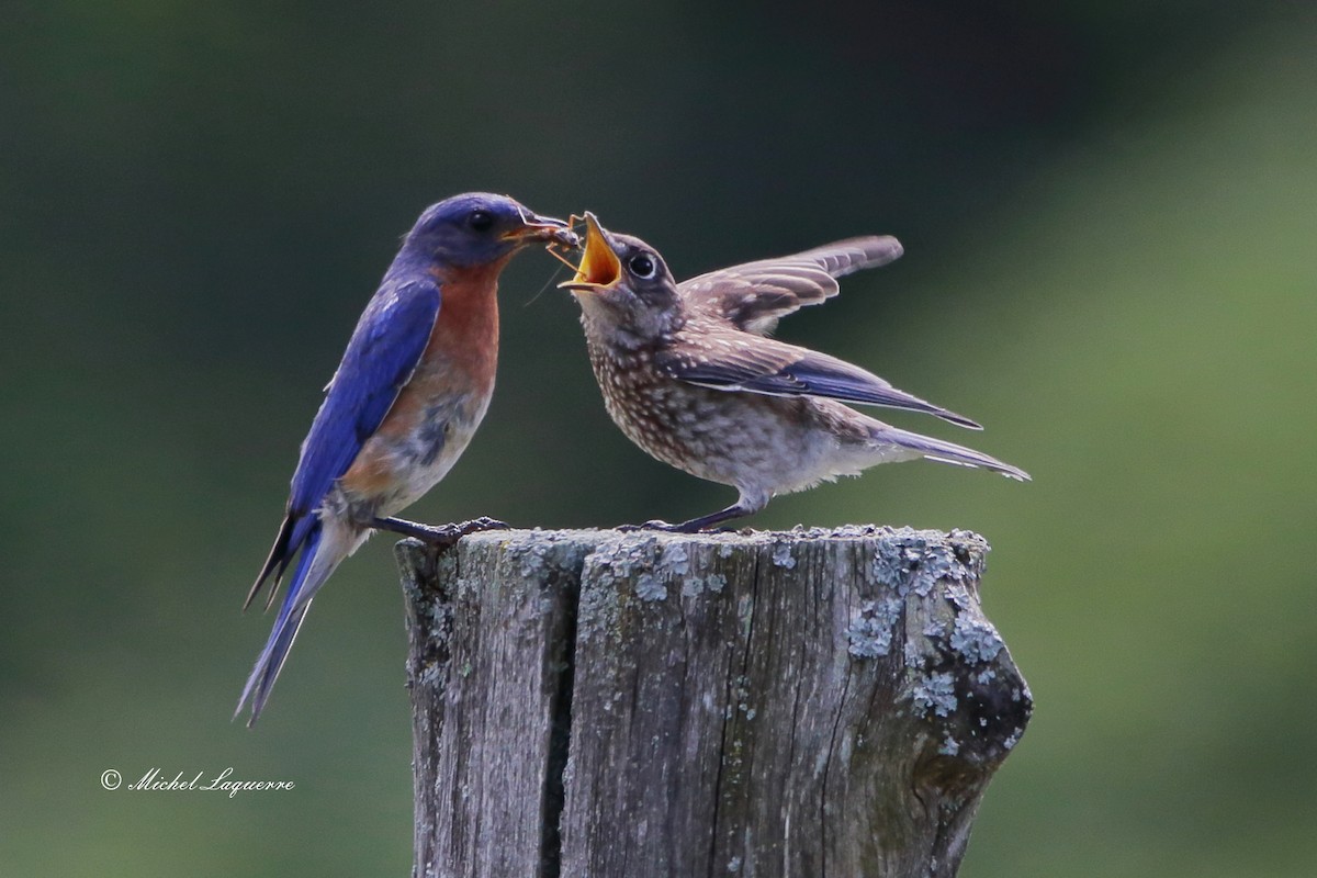 Eastern Bluebird - Michel Laquerre