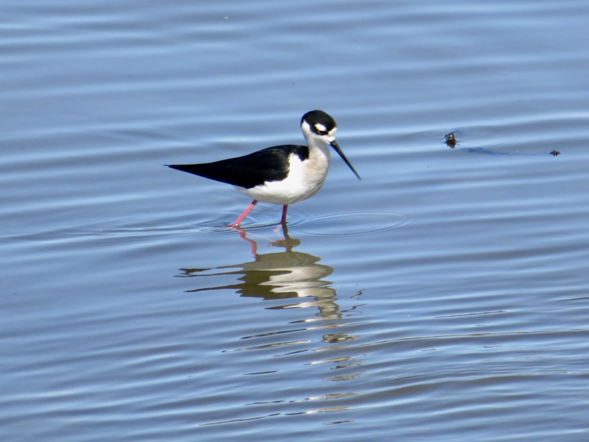 Black-necked Stilt - Anita Toney