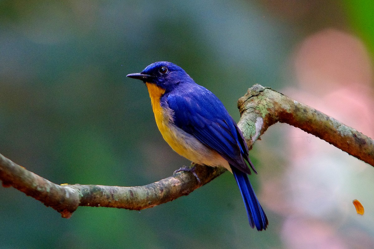 Tickell's Blue Flycatcher - ML314662331