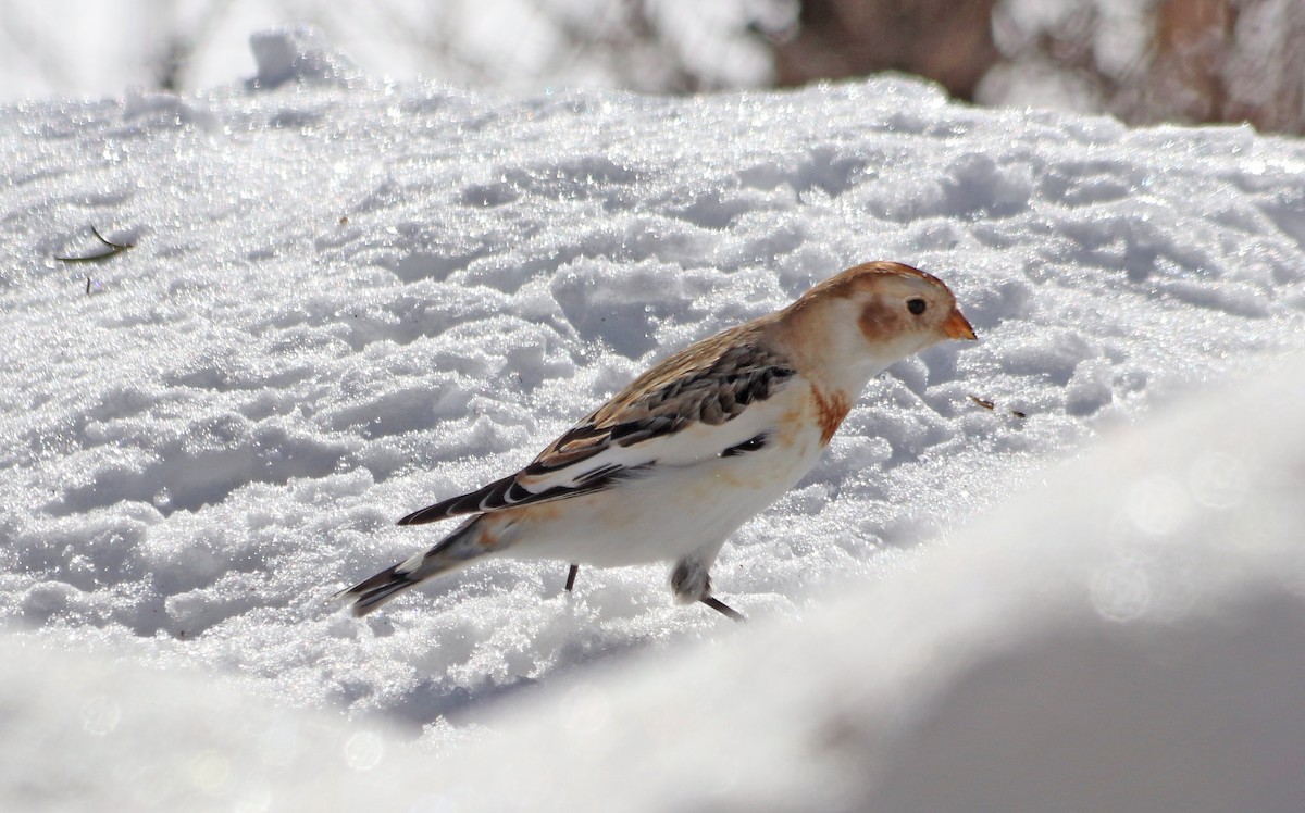 Snow Bunting - Jean Laperrière COHL