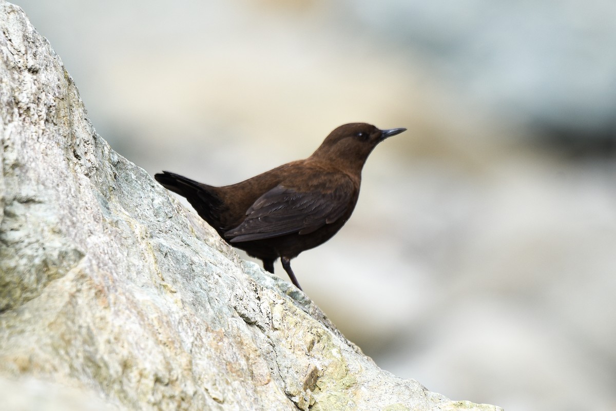 Brown Dipper - ML314667571