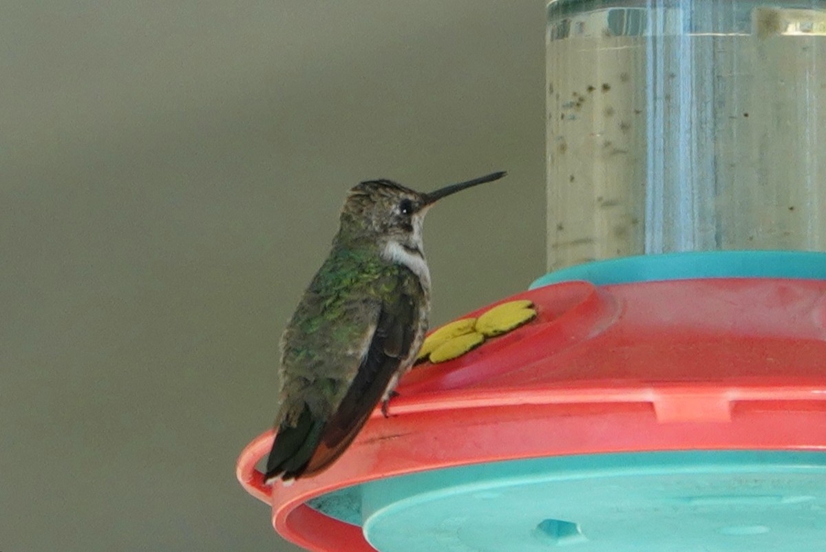 Black-chinned Hummingbird - deborah grimes