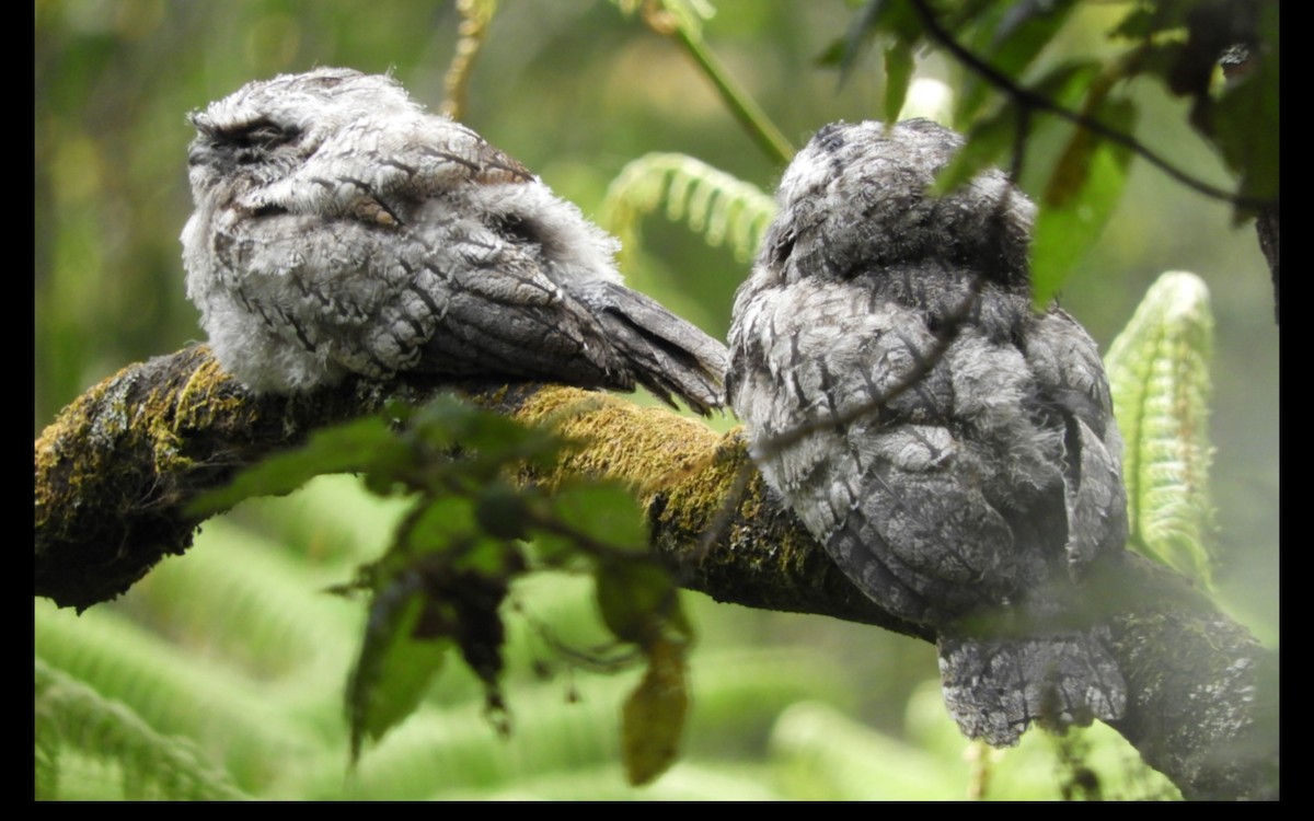 Tawny Frogmouth - ML314669101