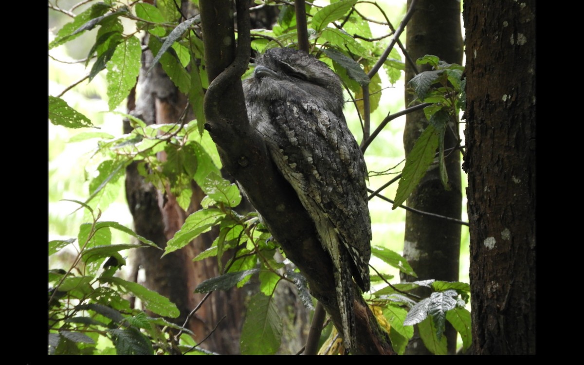 Tawny Frogmouth - ML314669291