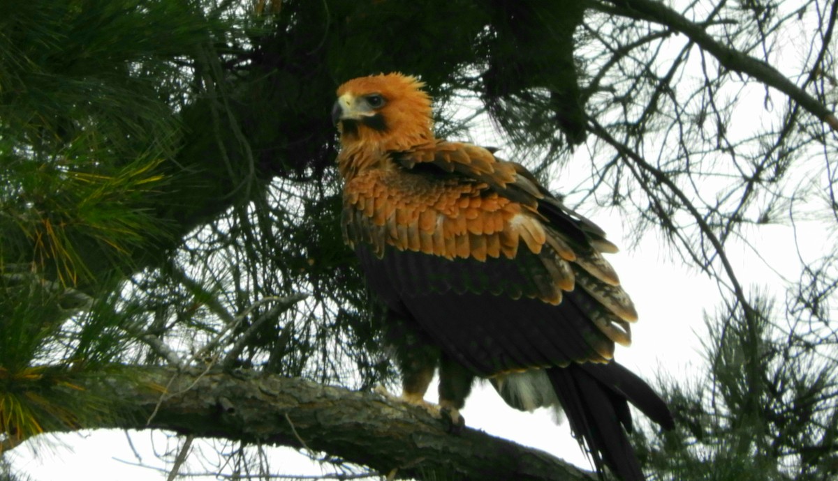 Wedge-tailed Eagle - Jack Daniltchenko