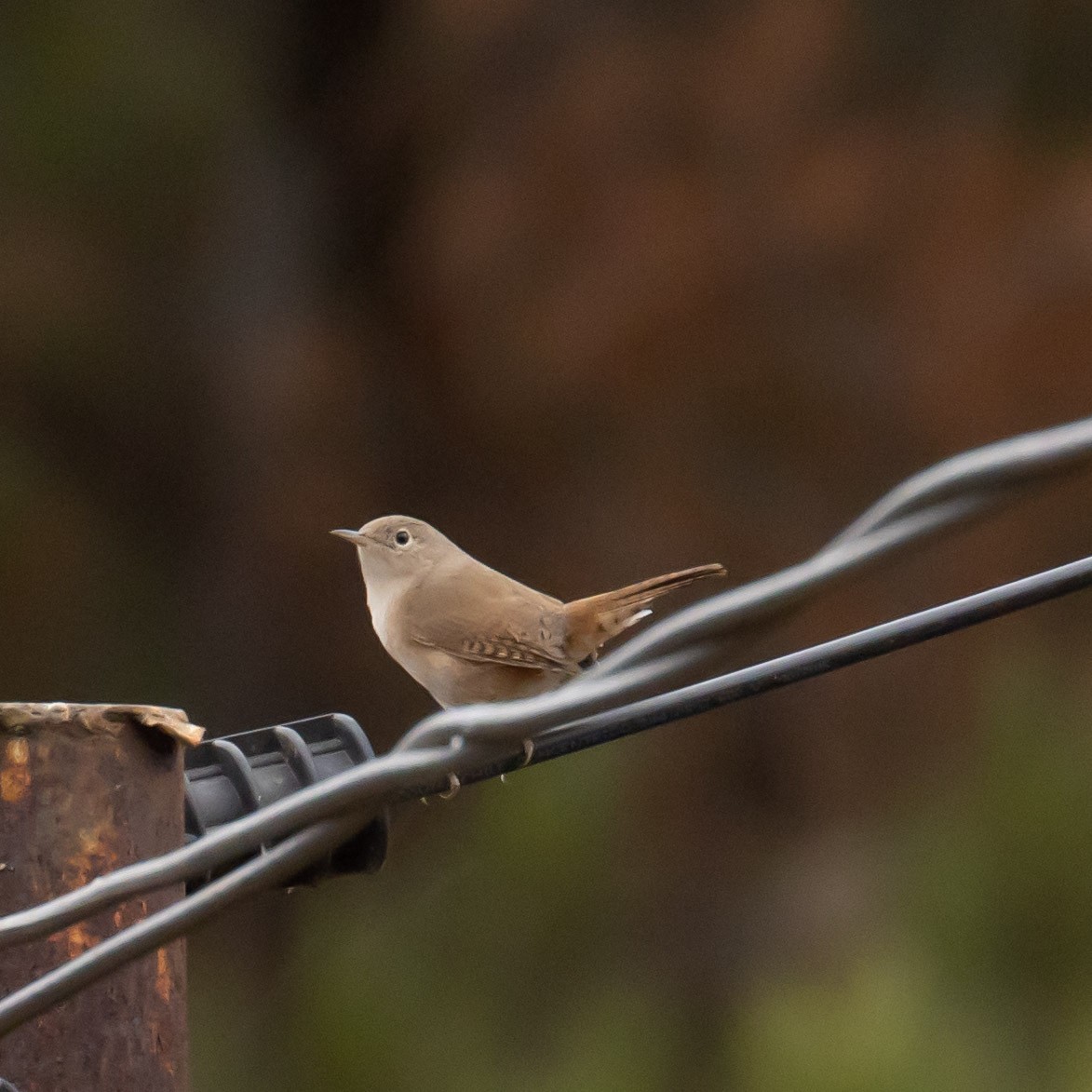 House Wren - ML314670231