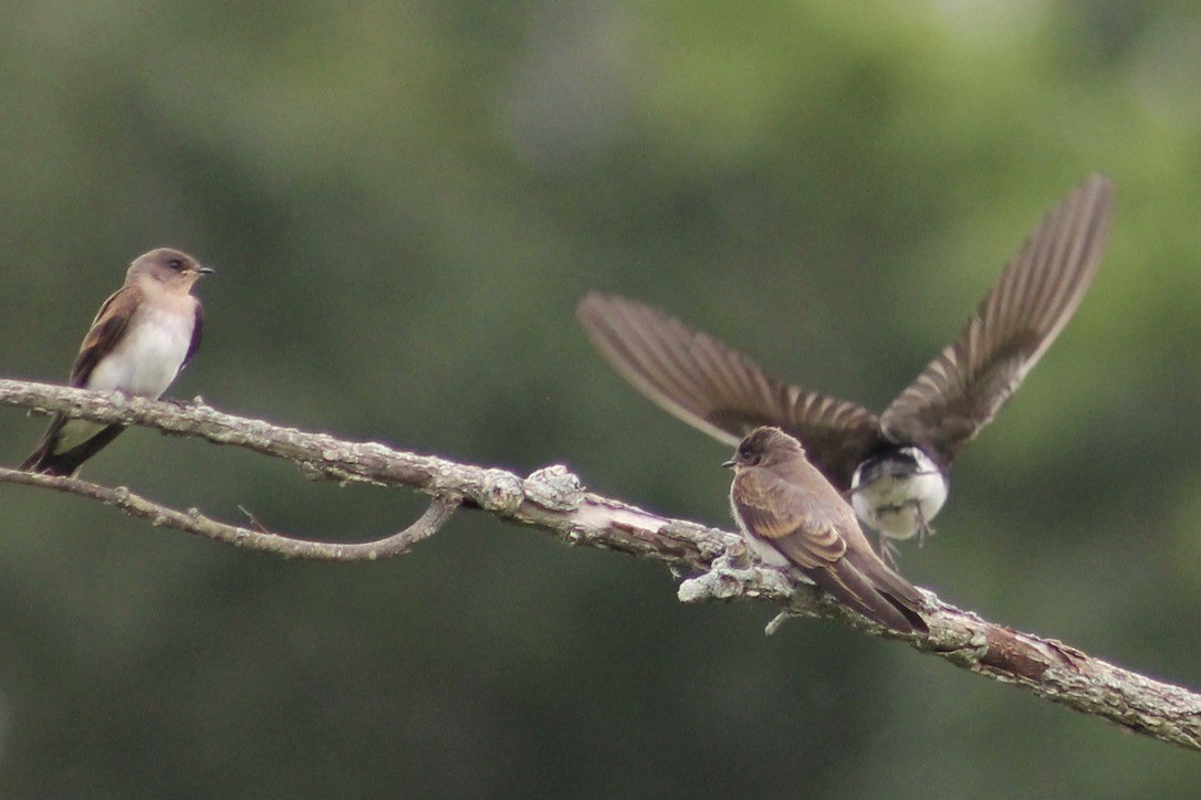 Northern Rough-winged Swallow - ML314670321