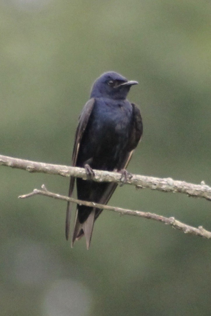 Purple Martin - ML314670341