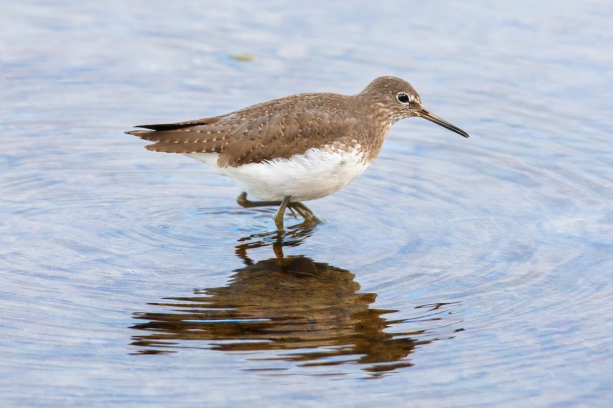 Green Sandpiper - ML314670421