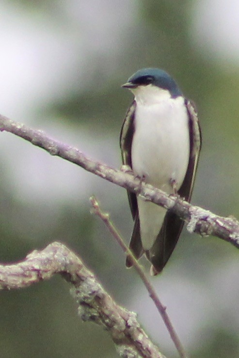 Tree Swallow - ML314670461