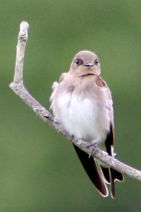 Northern Rough-winged Swallow - ML314670761