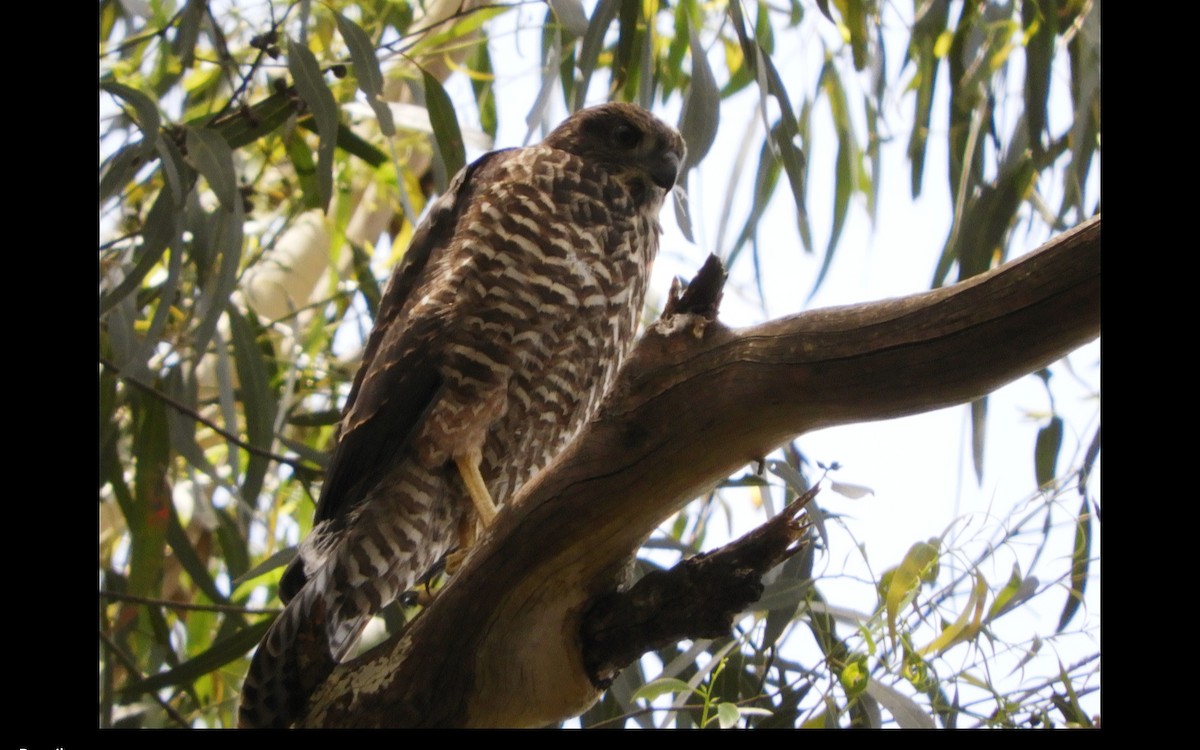 Brown Goshawk - ML314670831