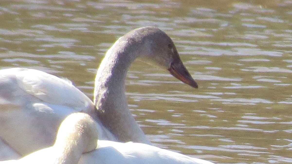 Tundra Swan - ML314671581