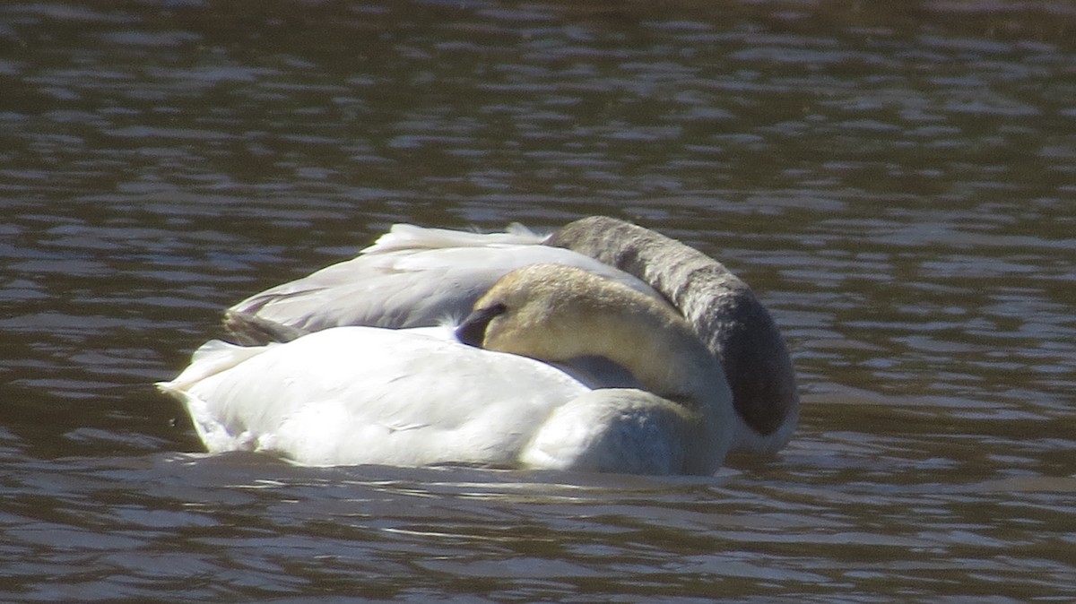 Tundra Swan - ML314671591