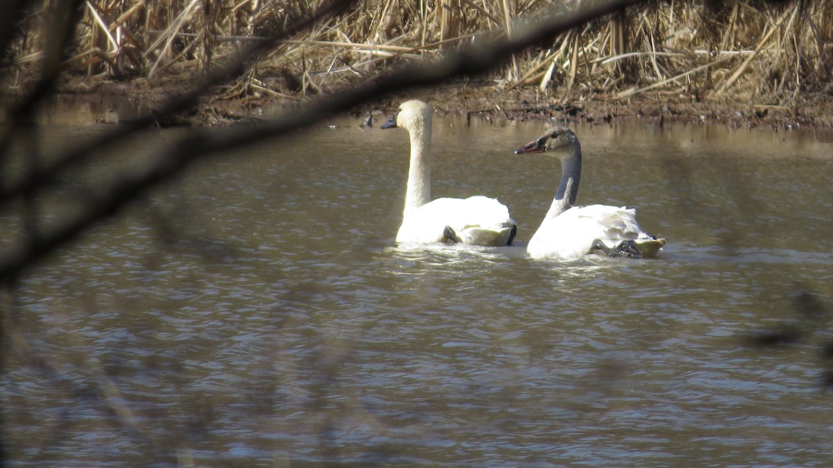 Tundra Swan - ML314671601