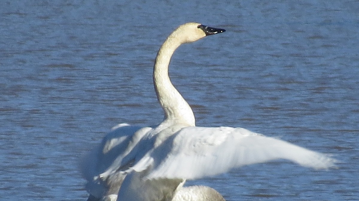 Tundra Swan - ML314672981