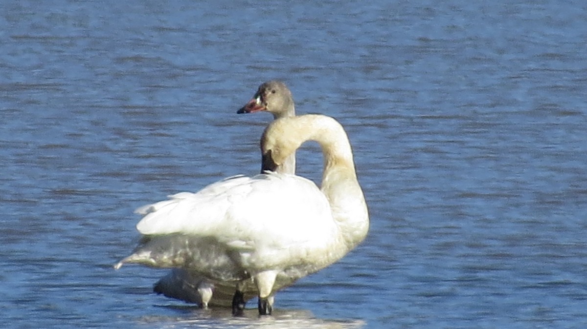 Tundra Swan - ML314672991