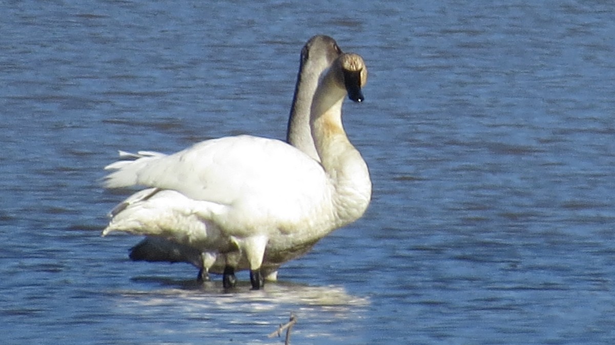 Tundra Swan - ML314673001