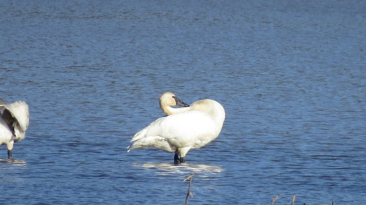 Tundra Swan - ML314673011