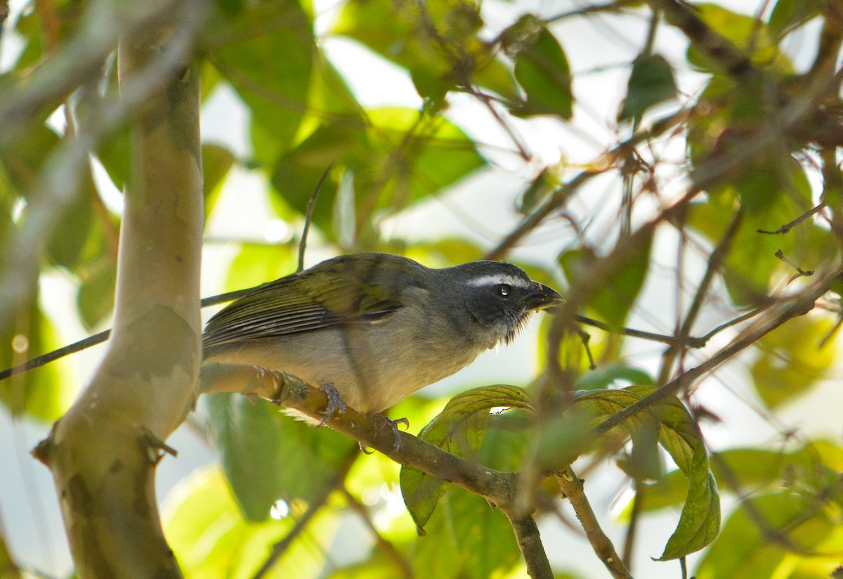 Green-winged Saltator - João Gava Just