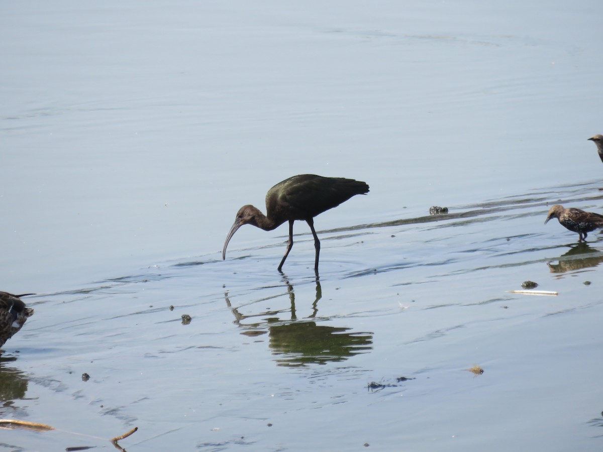 White-faced Ibis - ML314676221