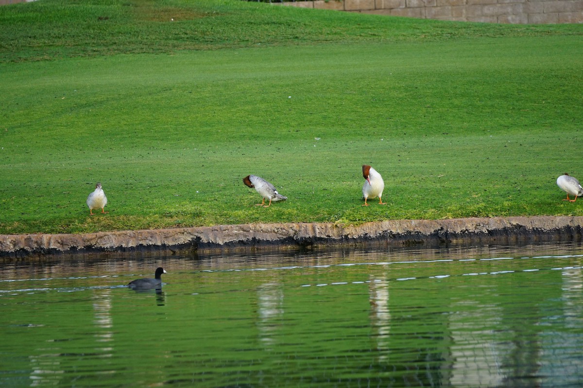 Common Merganser - ML314677061