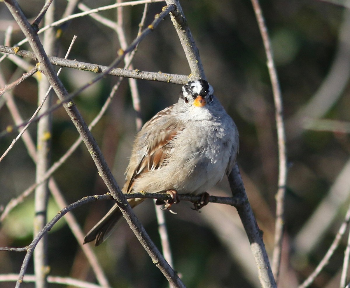 White-crowned Sparrow (Gambel's) - Nora Papian