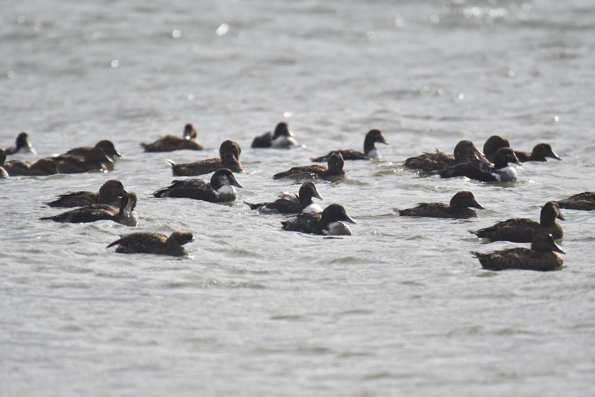 Common Eider - ML314677351