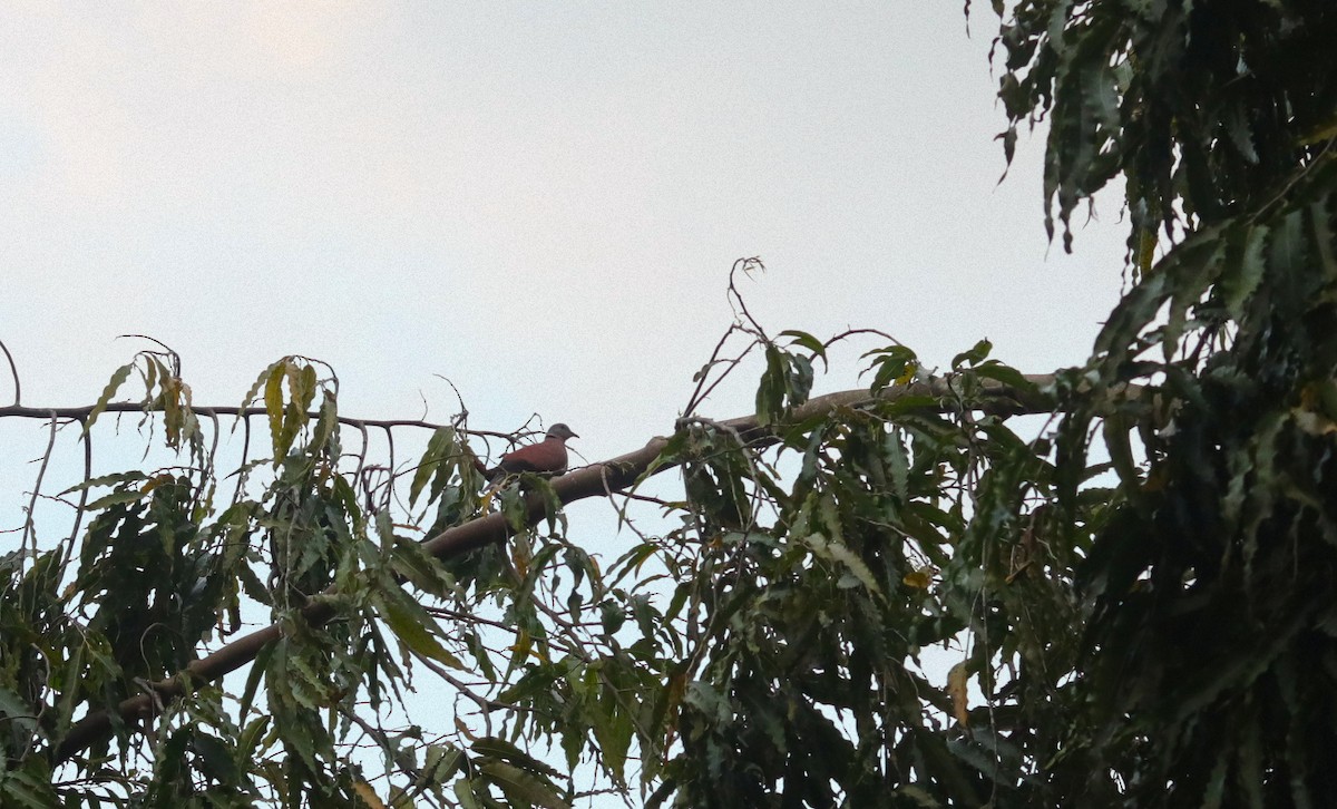 Red Collared-Dove - Jim Bagano