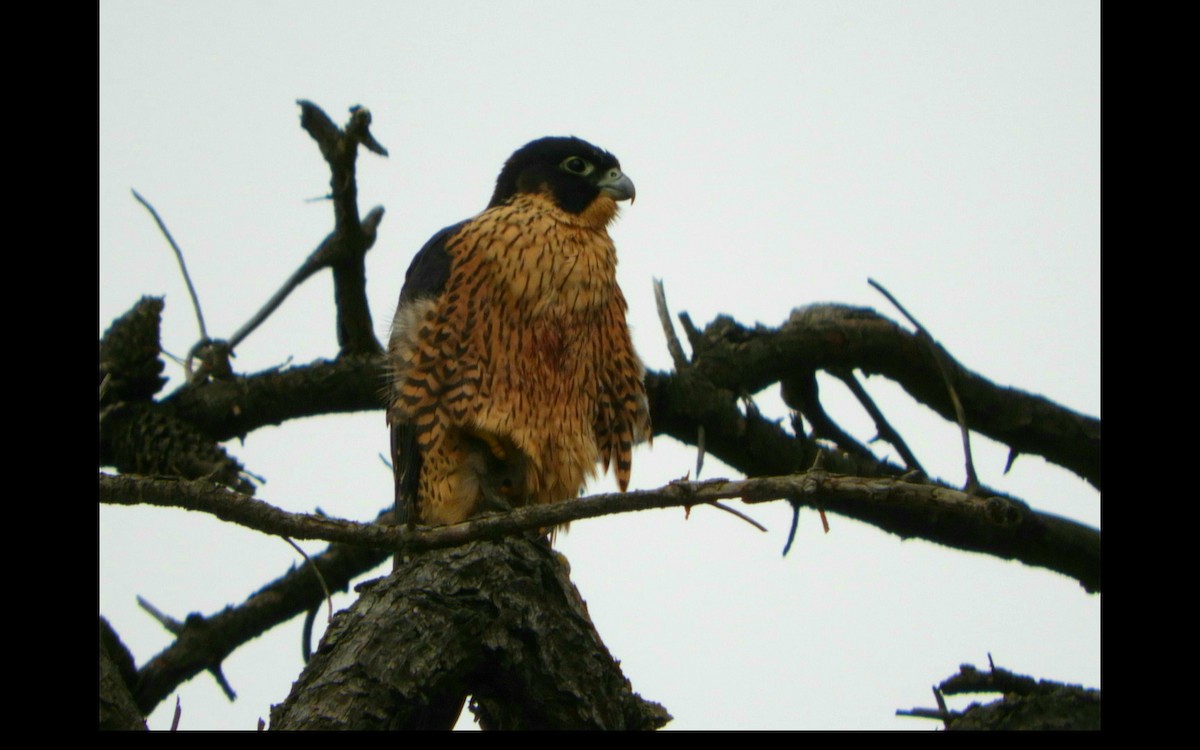 Peregrine Falcon - ML314678781