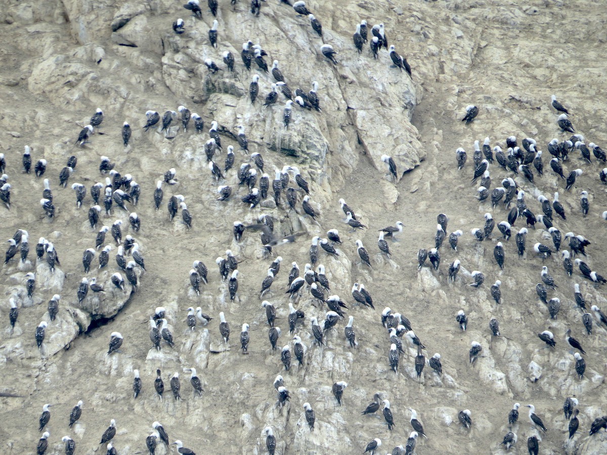 terej guánový - ML314679051