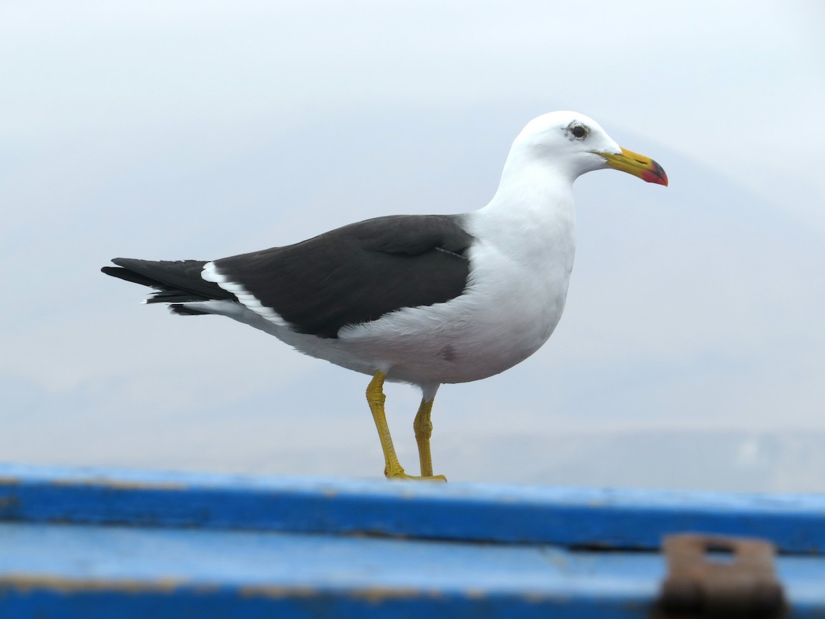 racek pruhoocasý - ML314679361