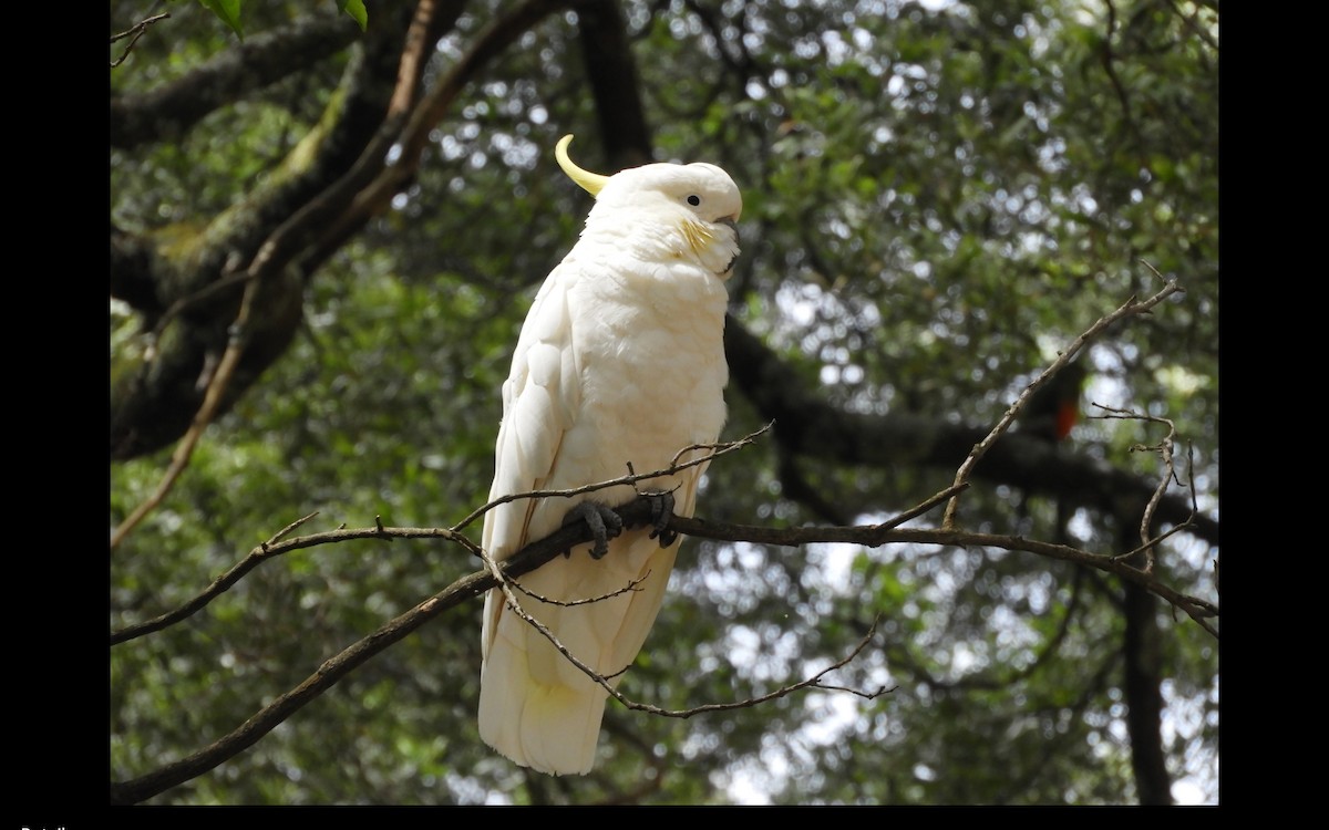 Sulphur-crested Cockatoo - ML314679521