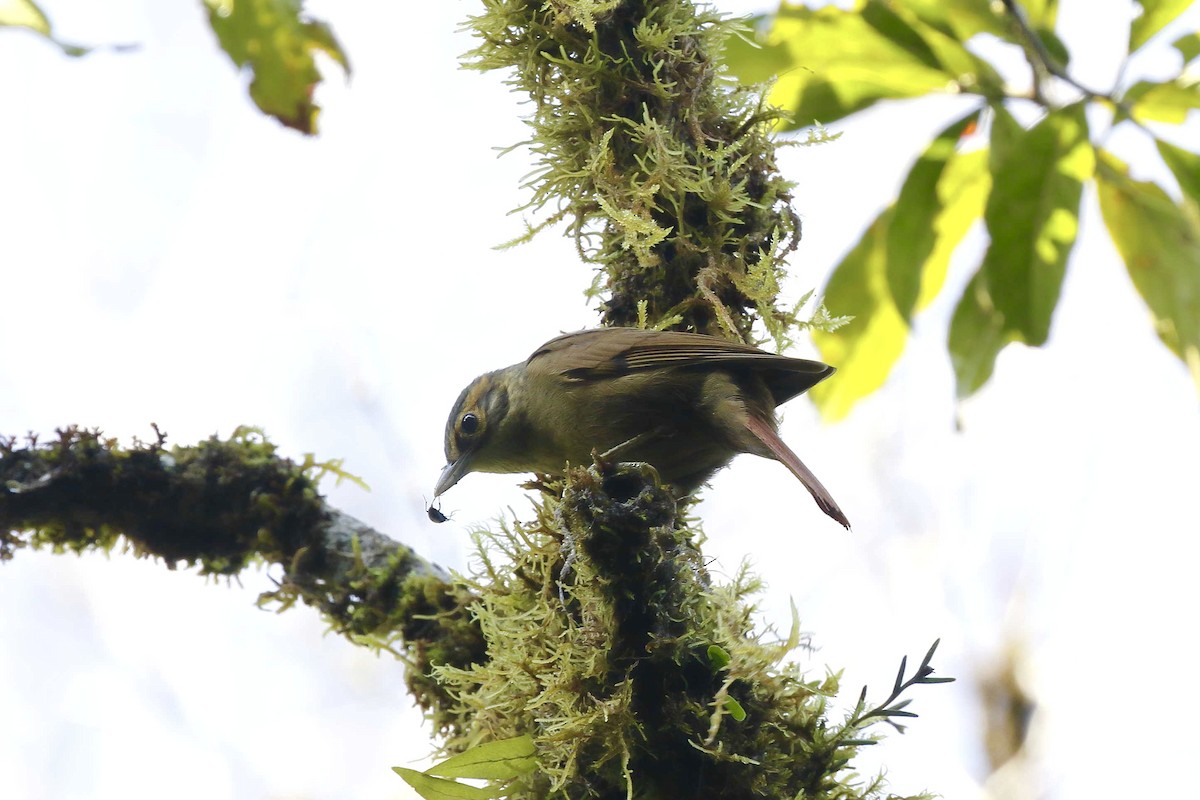 Scaly-throated Foliage-gleaner (Scaly-throated) - ML314679801