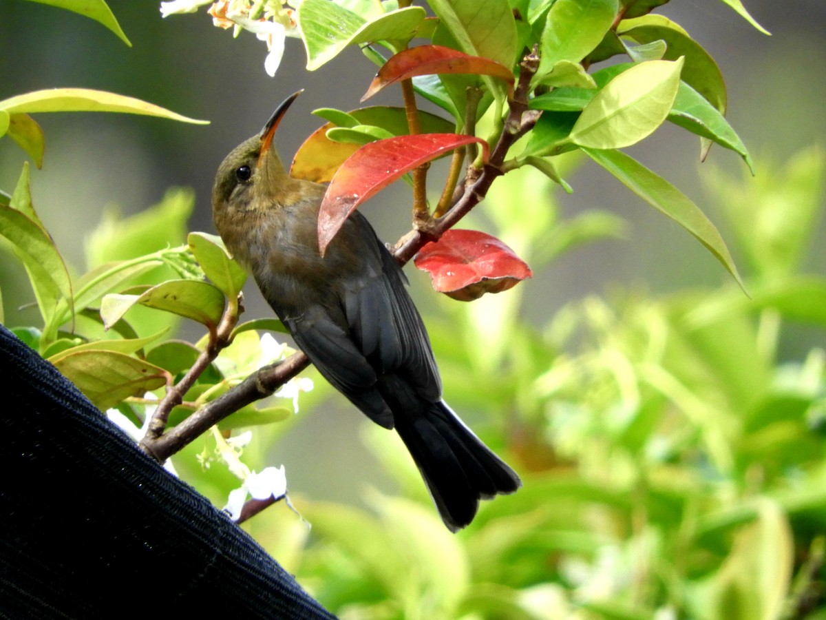 Eastern Spinebill - ML314680511