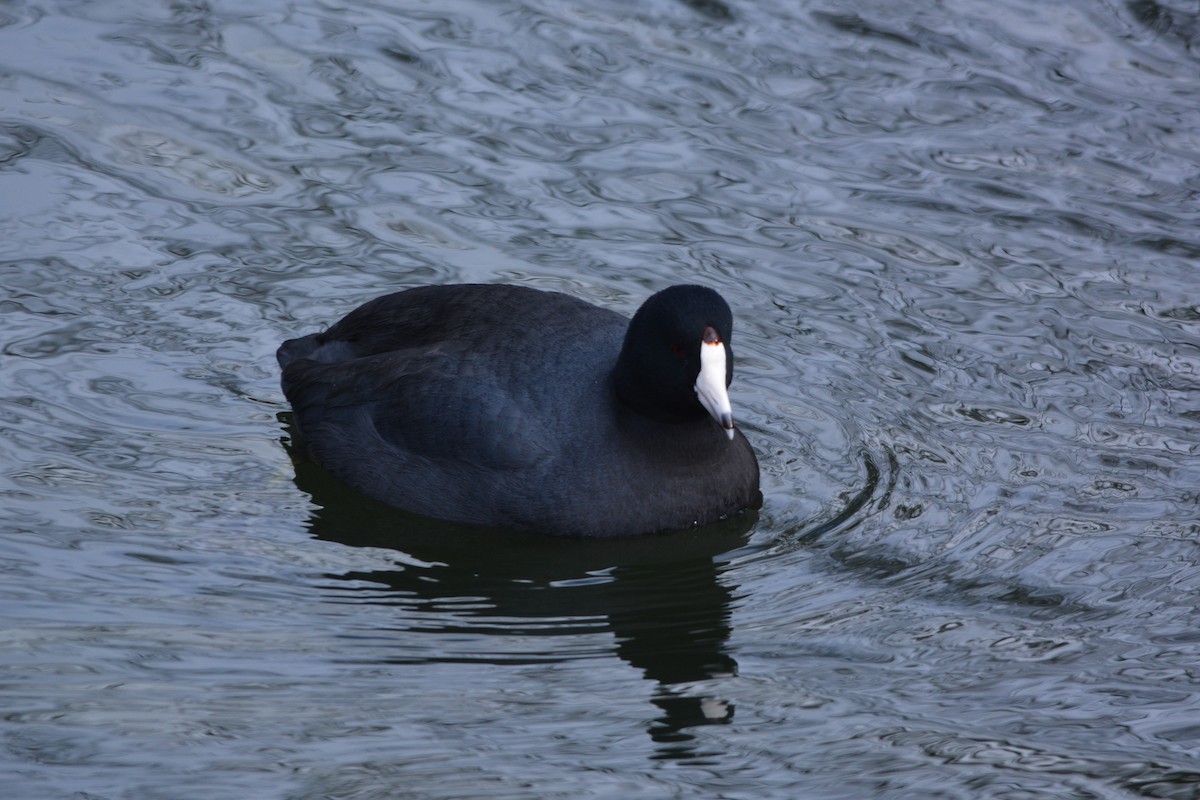 American Coot - Terry  Little