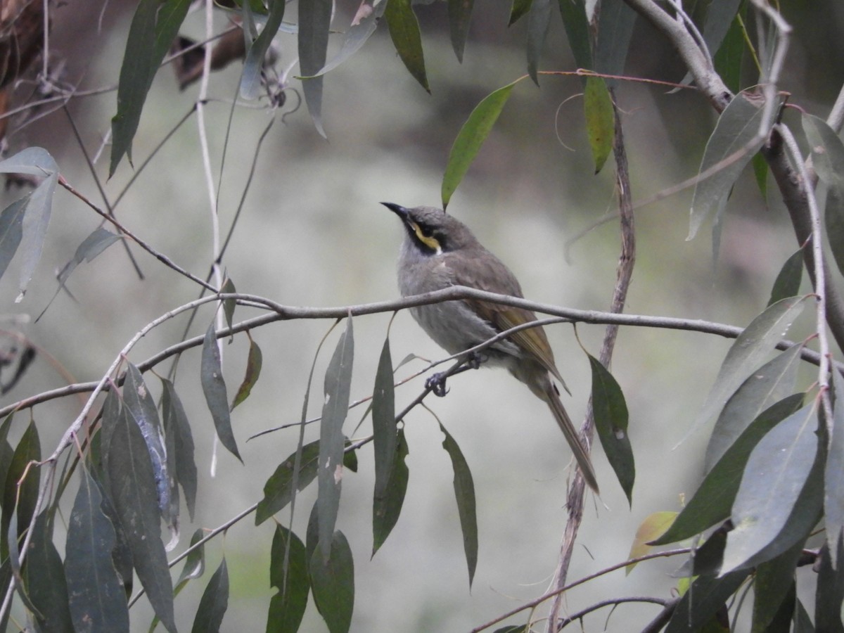 Yellow-faced Honeyeater - ML314680831