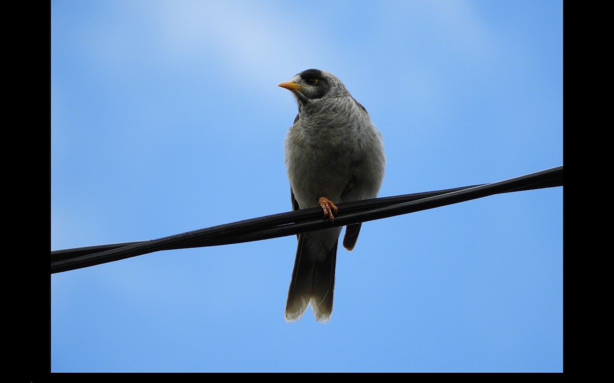 Noisy Miner - ML314680881