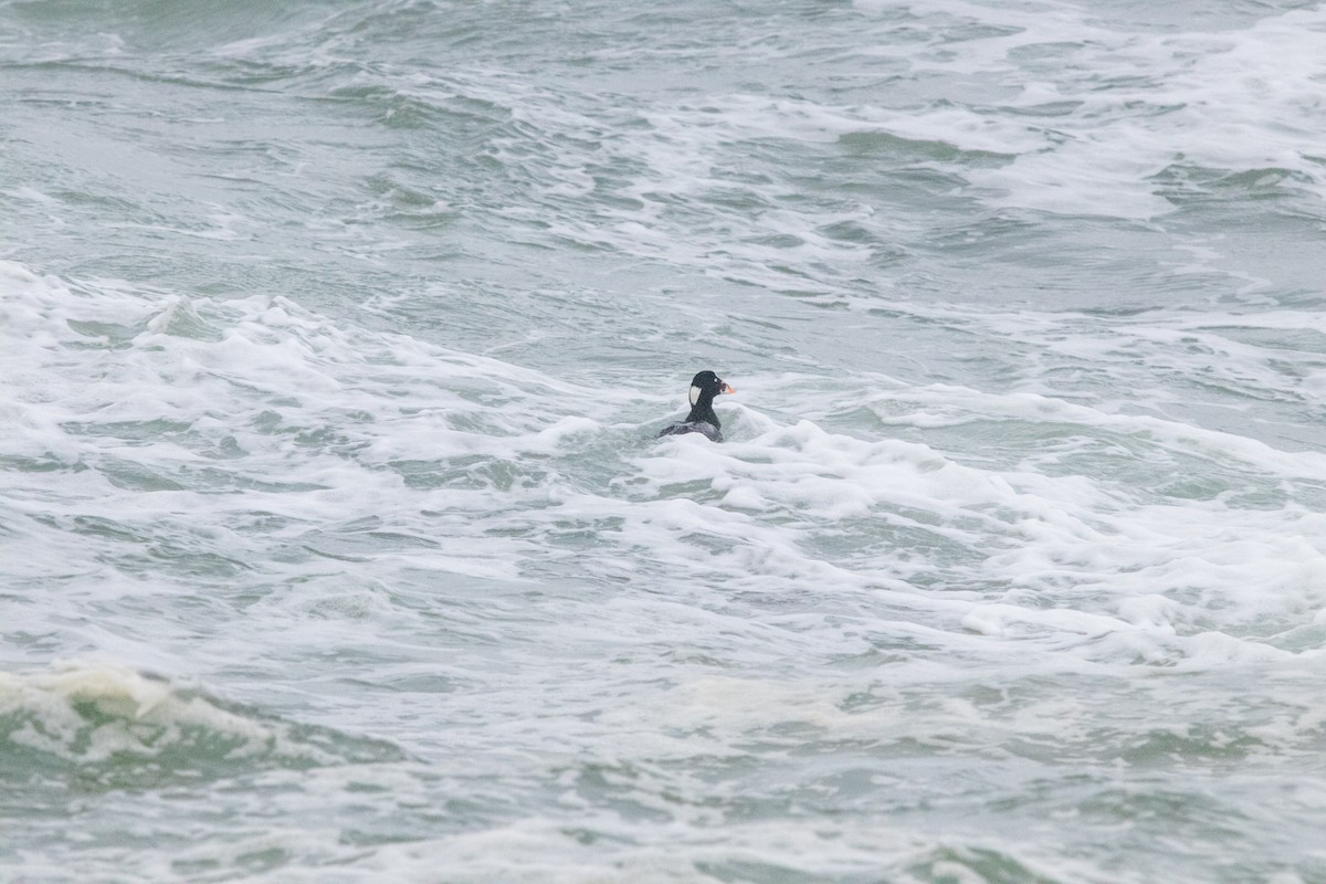 Surf Scoter - ML314681061