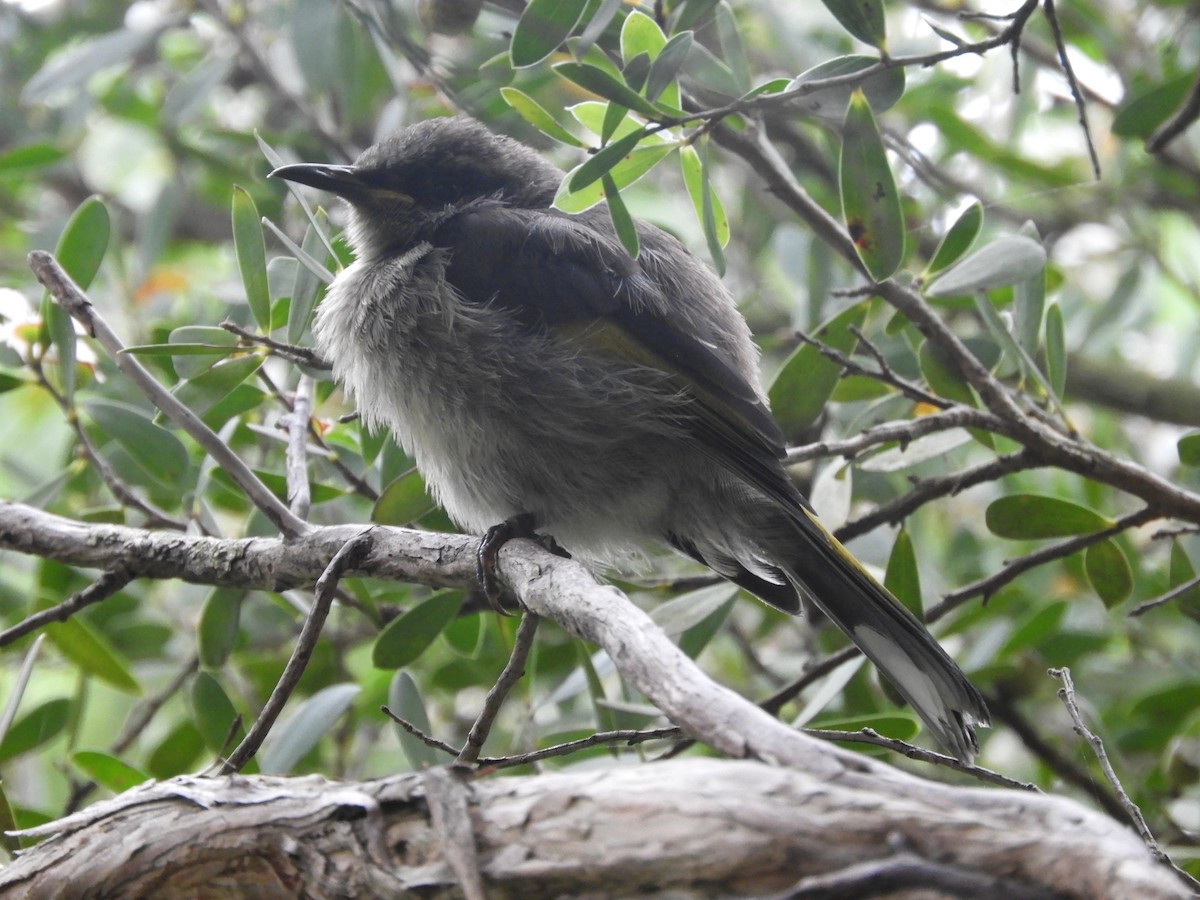 Crescent Honeyeater - ML314681631