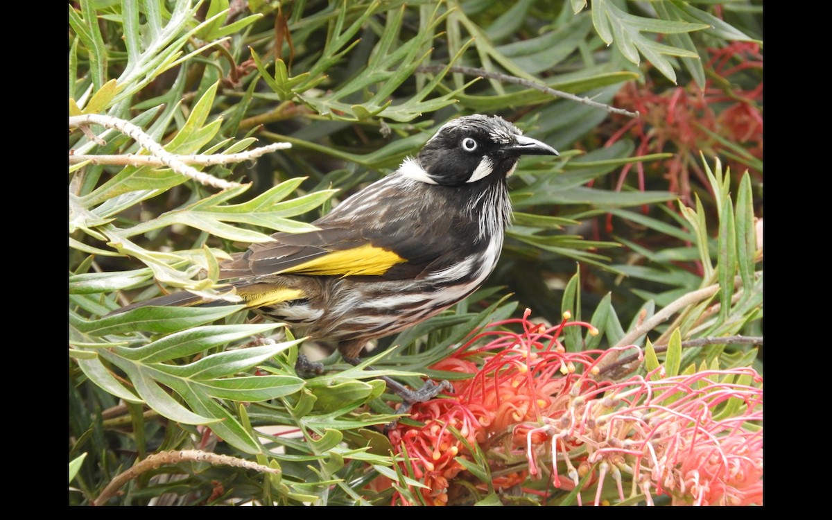 New Holland Honeyeater - ML314681711