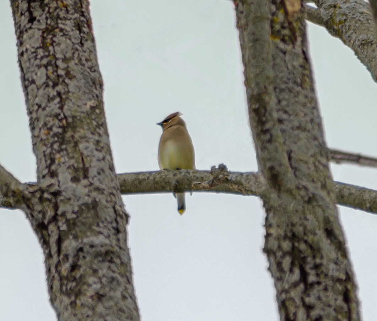 Cedar Waxwing - ML314681821
