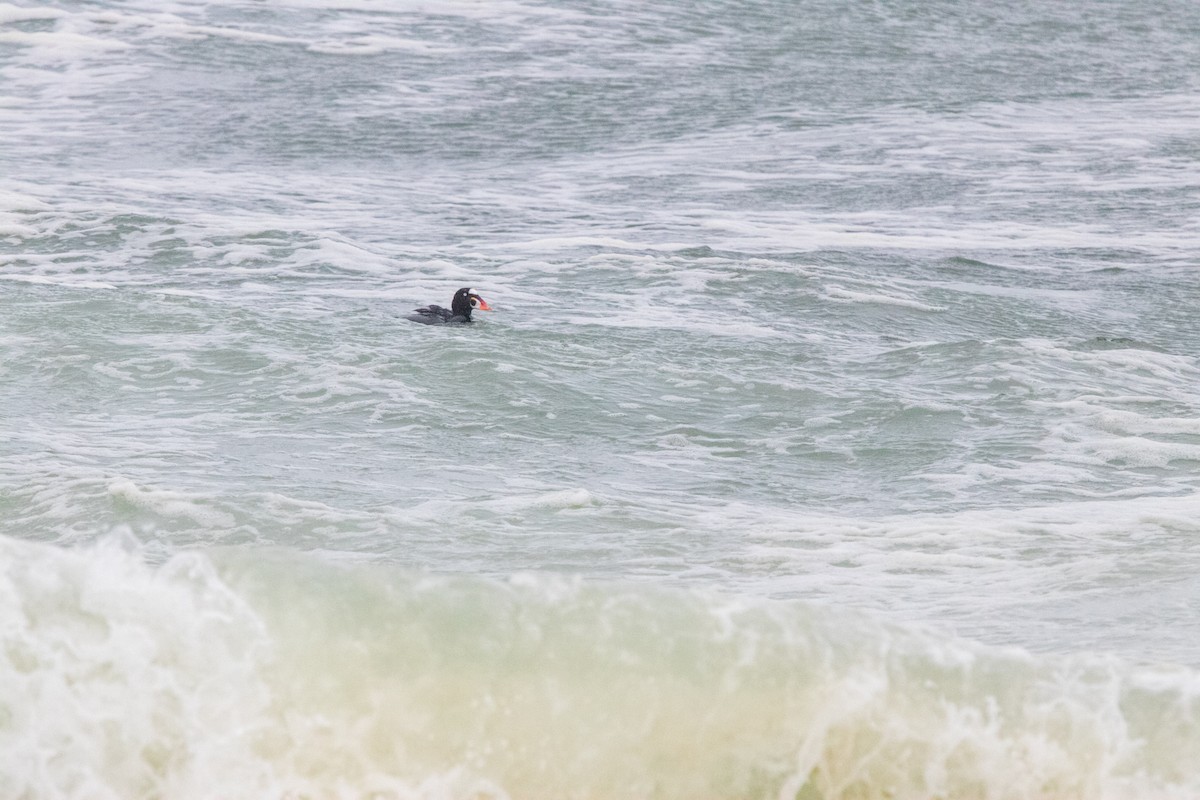 Surf Scoter - ML314681841